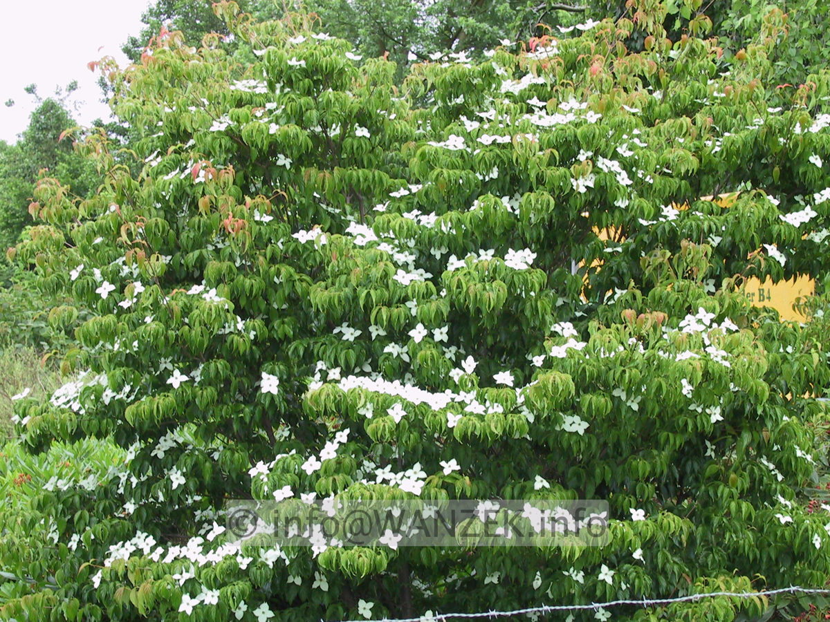 Cornus kousa chinensis Sol 04.JPG